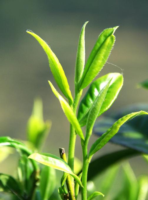  p>茶树,原名:茶,拉丁文名: i>camellia sinensis /i> (l.) o. ktze.