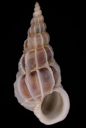  p>棕色海蛳螺(学名:epitonium lamellosum)雌雄异体.