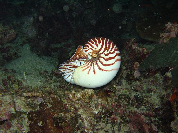  p>鹦鹉螺(学名:nautiloidea):是头足纲,鹦鹉螺科的海洋 a href="#">