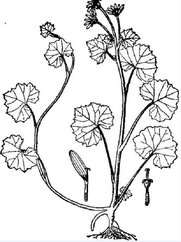 ex dc.)是菊科千里光属植物钝叶千里光的全草. /p>
