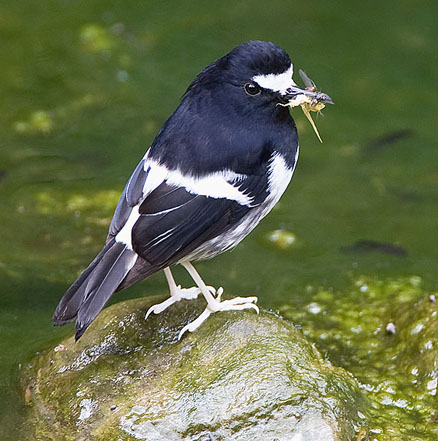 href="#" data-lemmaid="2695955">黑背燕尾 /a>色彩相似但尾短而叉浅