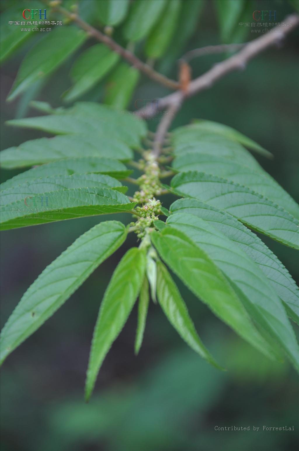  p>羽脉山黄麻(学名: i>trema levigata  /i>hand.-mazz.