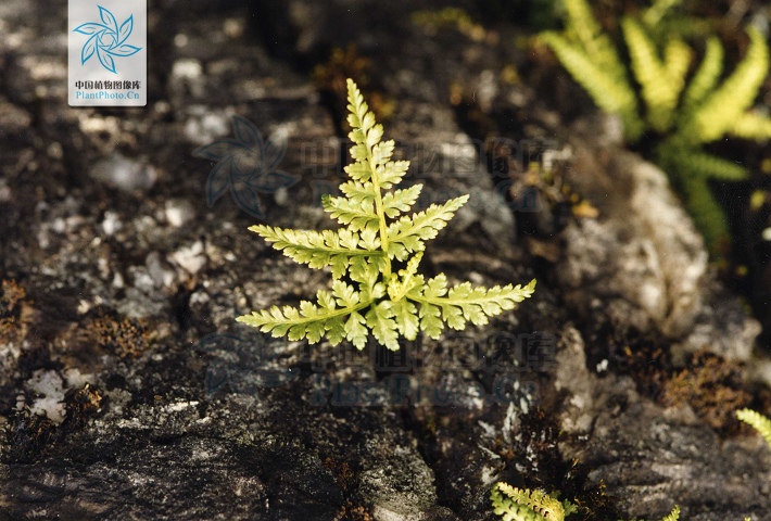 href="#" data-lemmaid="8230211">云南小阴地蕨 /a>,蕨叶一枝蒿