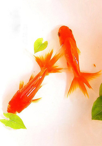  p>草金鱼又叫金鲫鱼,是一种 a target="_blank