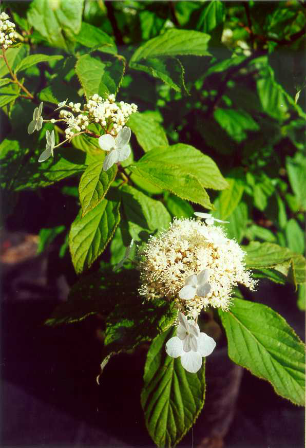  p>东陵绣球(学名: i>hydrangea bretschneideri /i>  dipp)为 a href