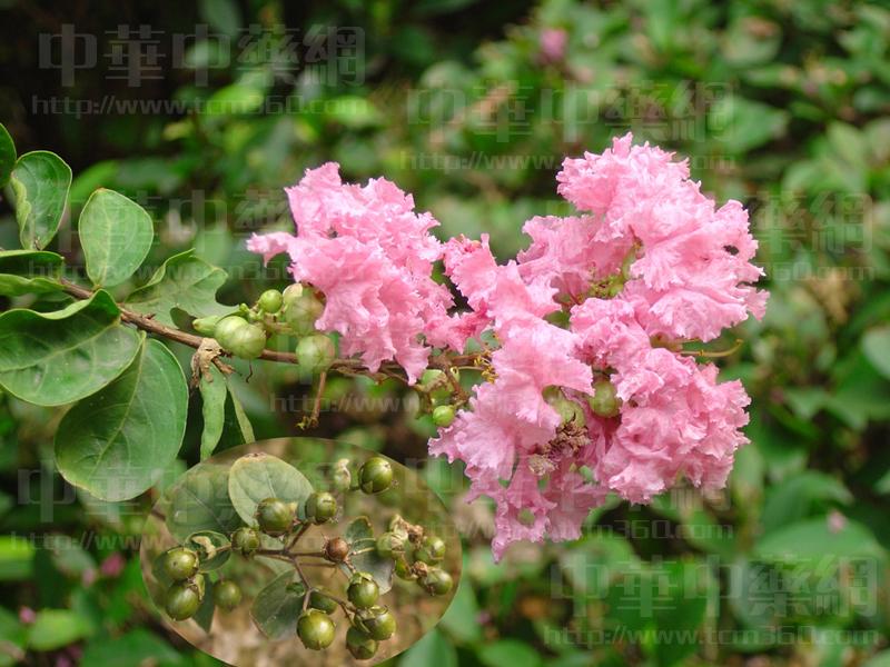 千屈菜科, a target="_blank" href="/item/紫薇属/6725766" data