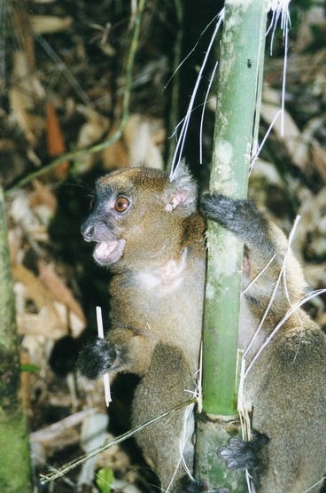 broad-nosed gentle lemu