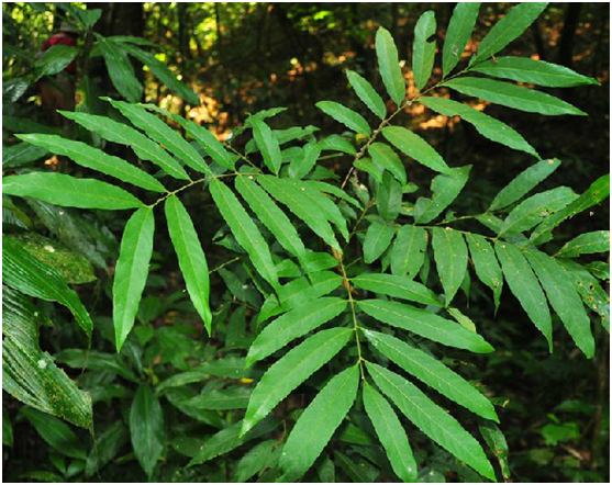 为无患子科韶子属植物韶子 i>nephelium chryseum /i> bl.的果实.