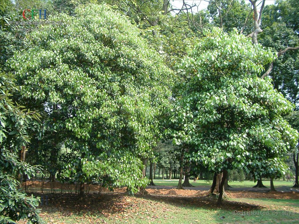  p>蚬木,拉丁学名: i>excentrodendron hsienmu /i>(chun et how) h.