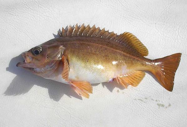  p>卵形平鲉, i>sebastes ovalis  /i>(ayres