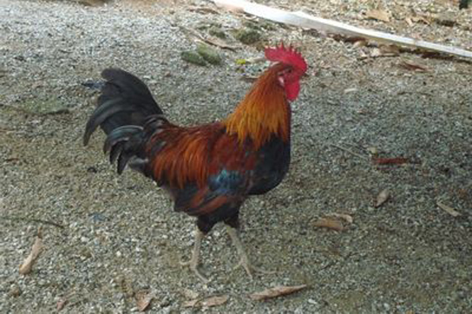  p>"五指山山鸡"生长于海南省五指山原始热带雨林山脉,常年为无疫山区