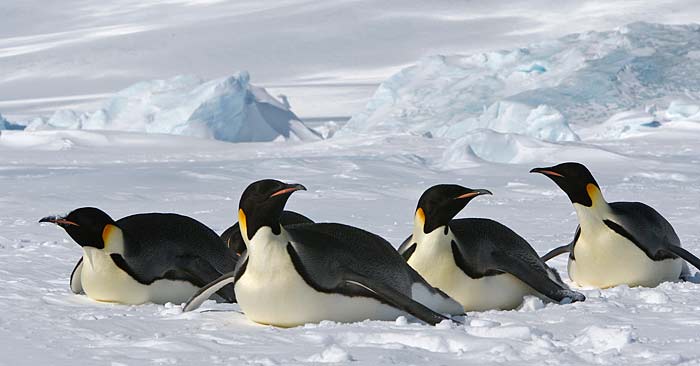  p>帝企鹅(学名: i>aptenodytes forsteri /i>):也称皇帝企鹅,是 a