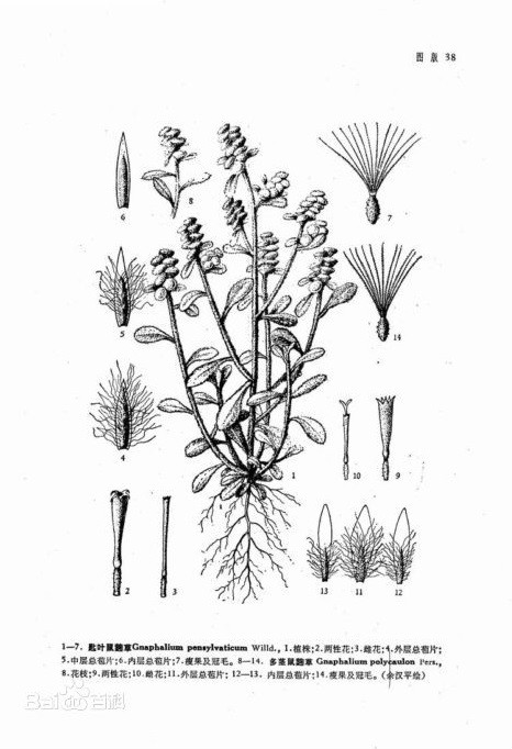 class="ref" data-ctrid="tb6ktgs7be5y">匙叶鼠麴草是菊科合冠鼠曲草