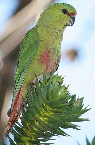  p>南方锥尾鹦鹉(学名: i>enicognathus ferrugineus /i>):是鸟纲