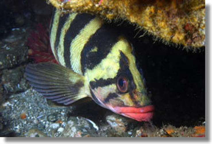  p>锯头平鲉(学名: i>sebastes serriceps /i>):最大体长可达41厘米