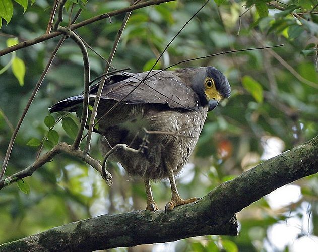 id="tirihewi6toh">蛇雕是鹰形目鹰科蛇雕属鸟类,又称蛇鹰,白腹蛇耨