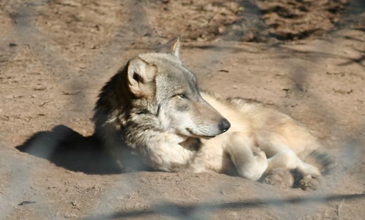  p>大平原狼(学名: i>canis lupus nubilus /i>)是灰狼的 a target="