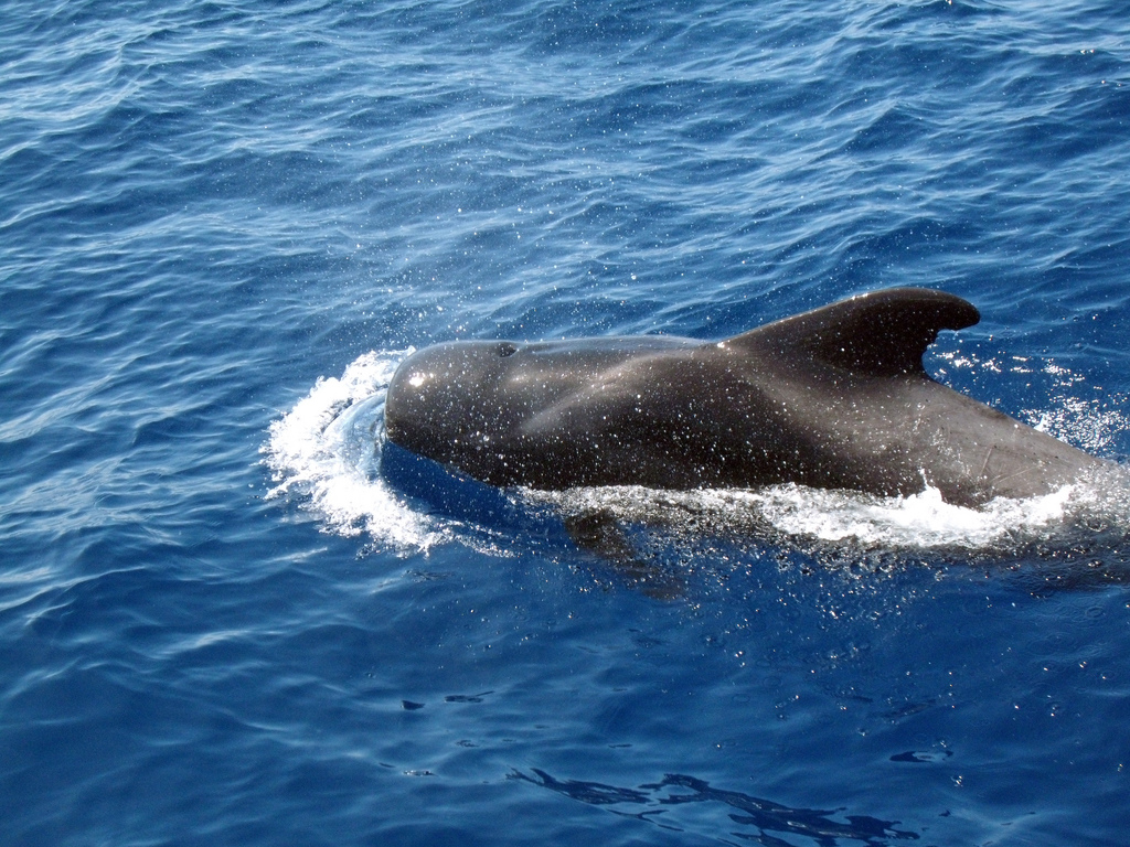  p>短肢领航鲸(学名:globicephala macrorhynchus),其主要特征是前额