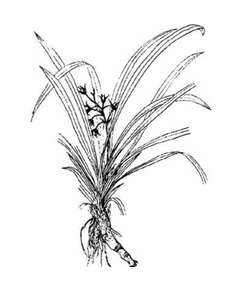  p>异药沿阶草 i>( /i> i>学名 /i> i>:ophiopogon heterandrus wang