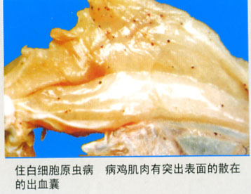 鸡白冠病