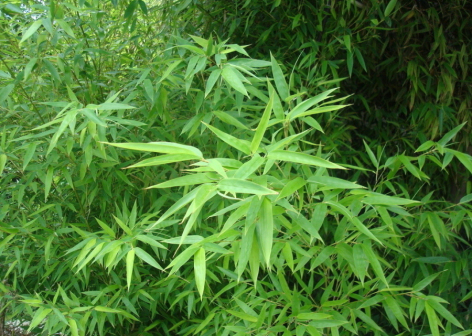 竹类植物_百度百科