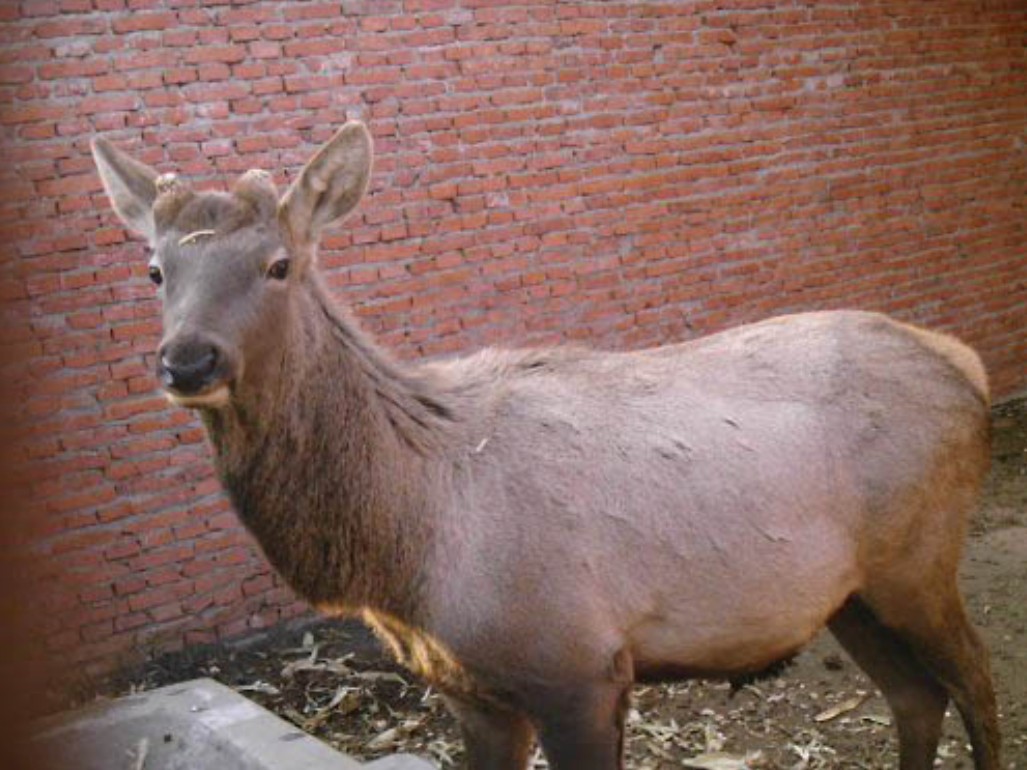 data-lemmaid="1312740">天山山脉 /a>的马鹿亚种,野生天山马鹿是