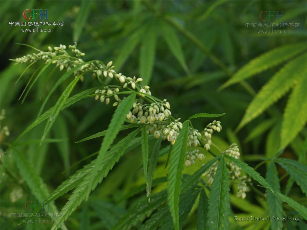  p>黄麻属(学名: i>corchorus l.