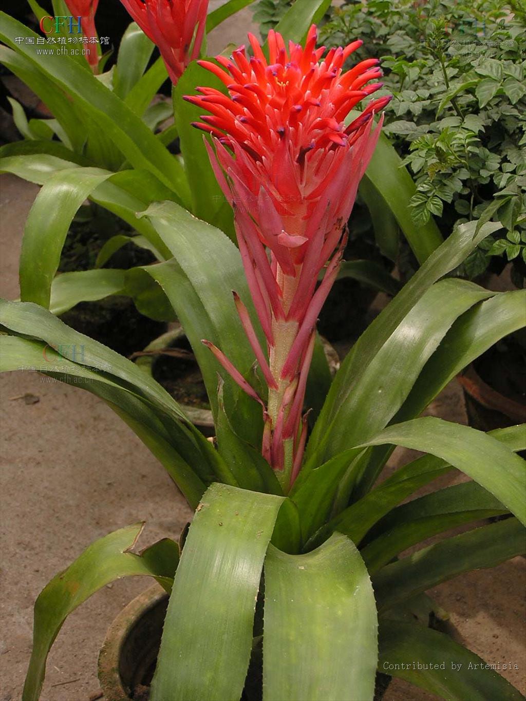 billbergia pyramidalis
