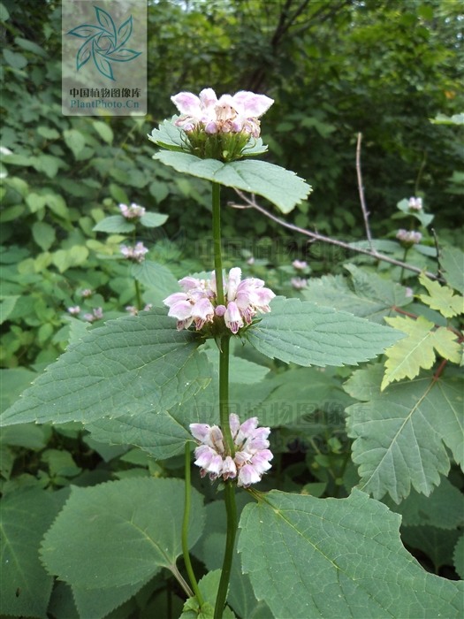  p>大叶糙苏(学名: i>phlomis maximowiczii /i> regel)是唇形科糙苏