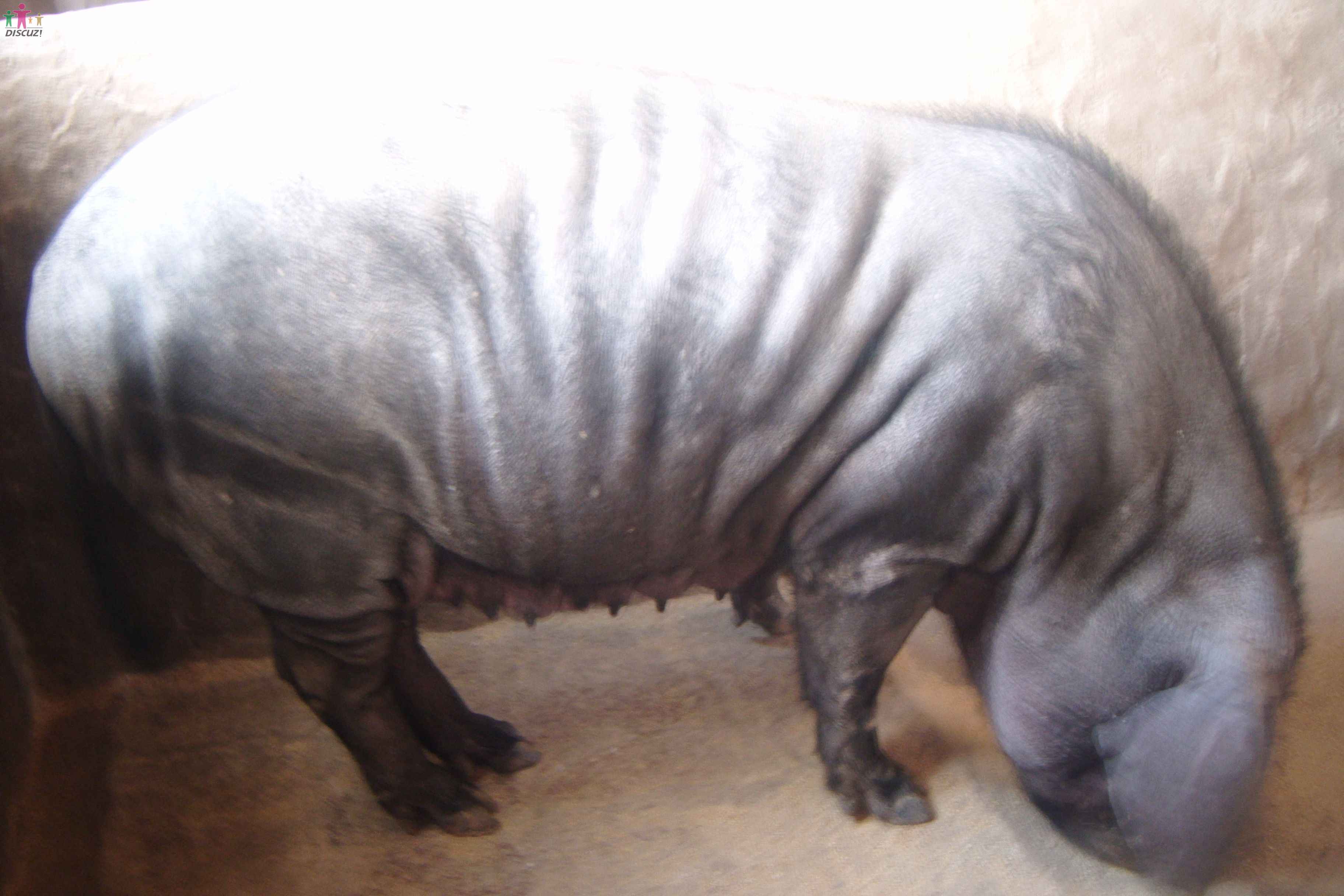  p data-id="gnbwi7rbj9">苏太母猪是以小梅山,中梅山,二花脸和 a