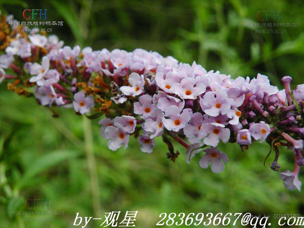 w. smith)是醉鱼草属 灌木的一种.