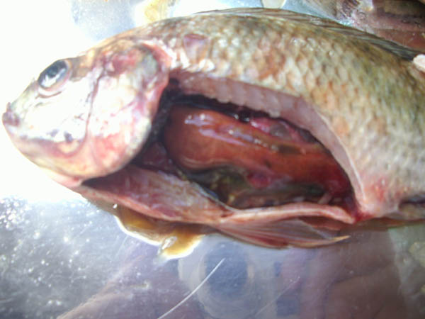 罗非鱼链球菌病