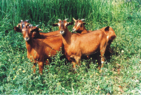  p data-id="gnbjfipwiy">南江黄羊,四川省 a target="_blank" href="