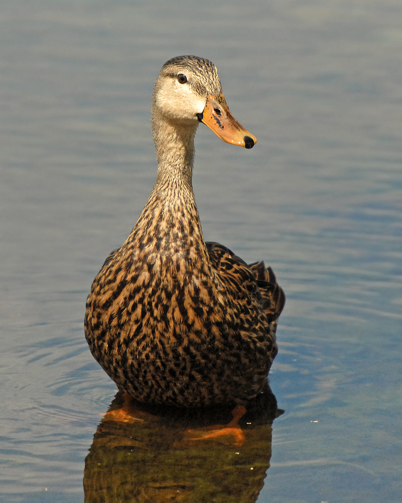  p>北美斑鸭(学名:anas fulvigula )属鸭科鸭属中型 a target="_blank