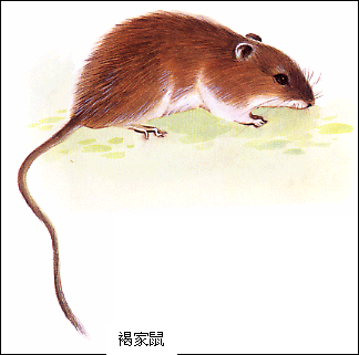 鼠科_百度百科