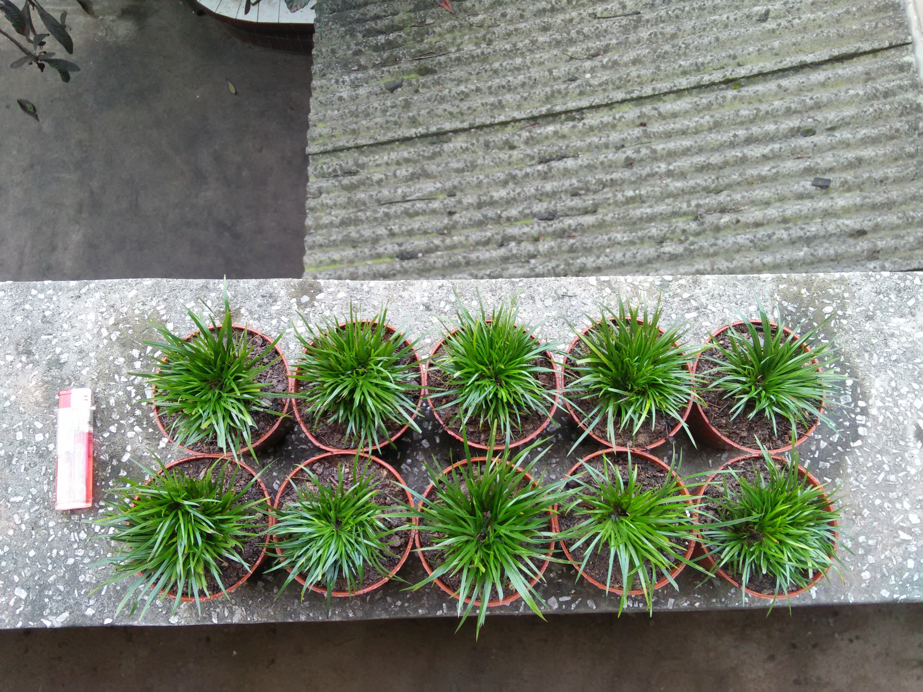  p>金钱蒲(学名: i>acorus /i>  i>gramineus /i> aiton)是天南星科