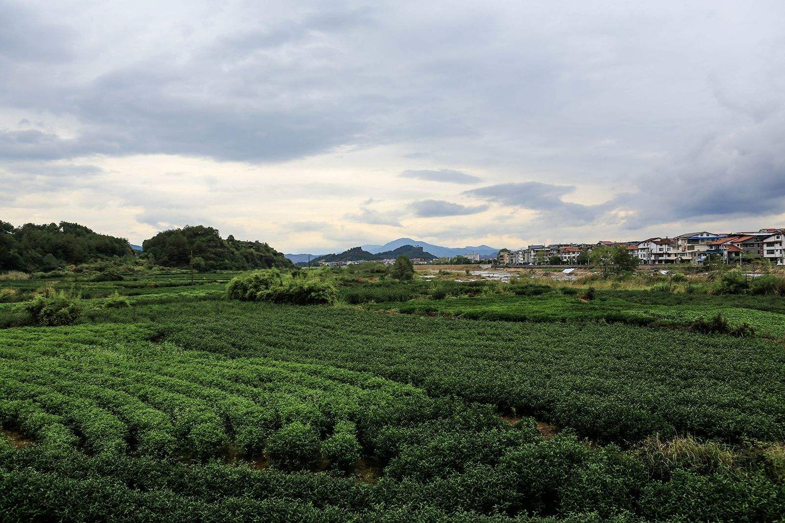  p>大红袍茶树被誉为:"茶中之王"的大红袍茶树,生长于福建省武夷山