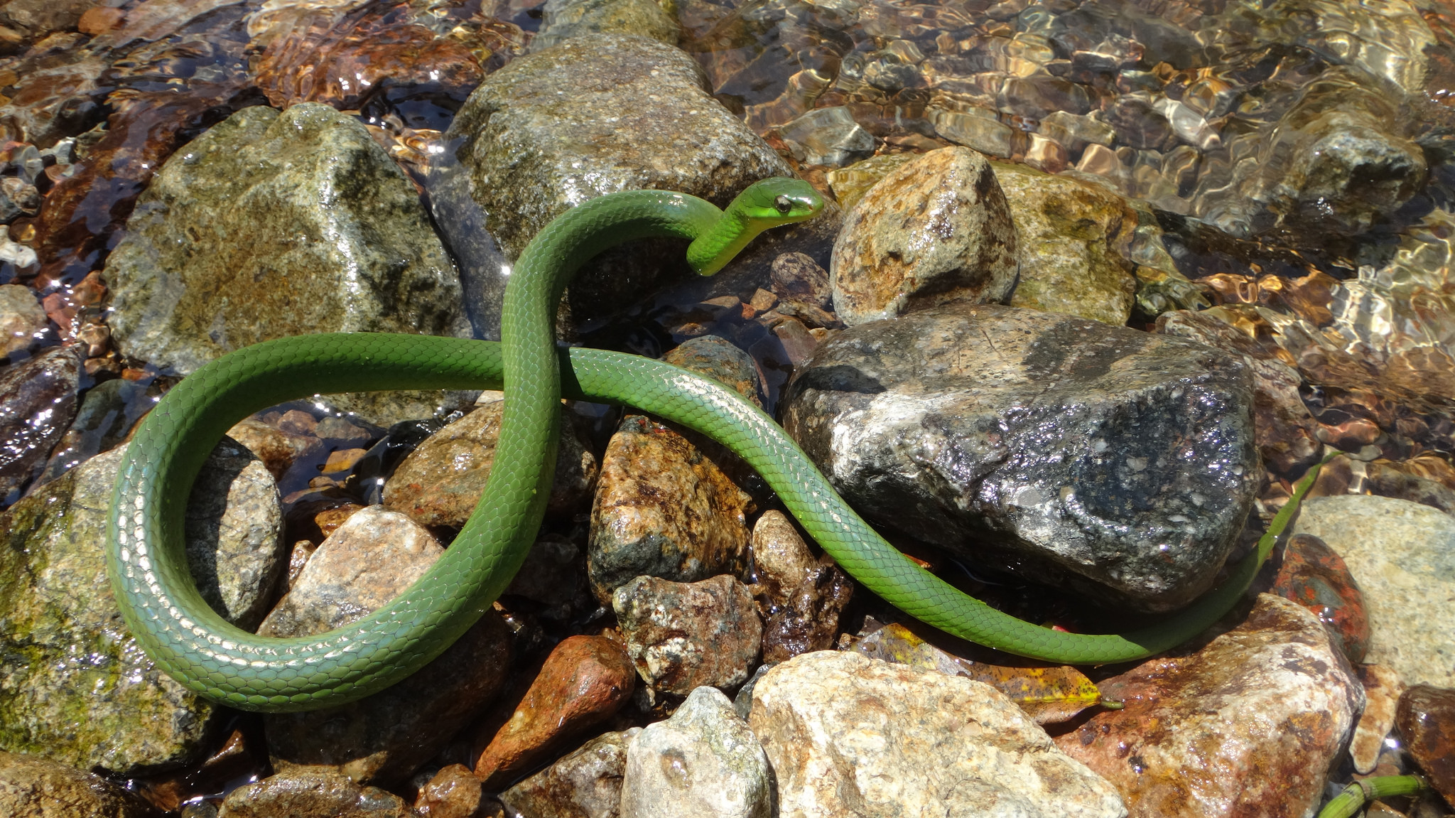  p>翠青蛇(学名: i>cyclophiops major  /i>)属于游蛇科,翠青蛇属,全