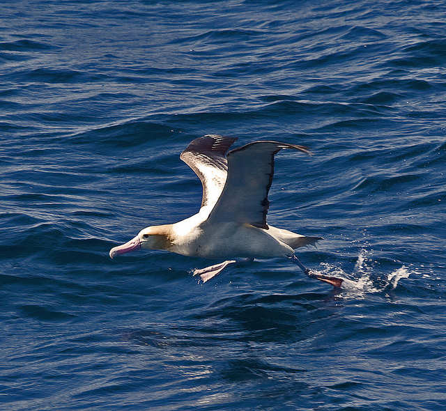  p>短尾信天翁(学名: i>phoebastria albatrus /i>)为 a target="