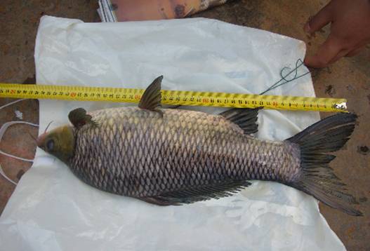  p>岩原鲤(学名:procypris rabaudi)为 a target="_blank" href="