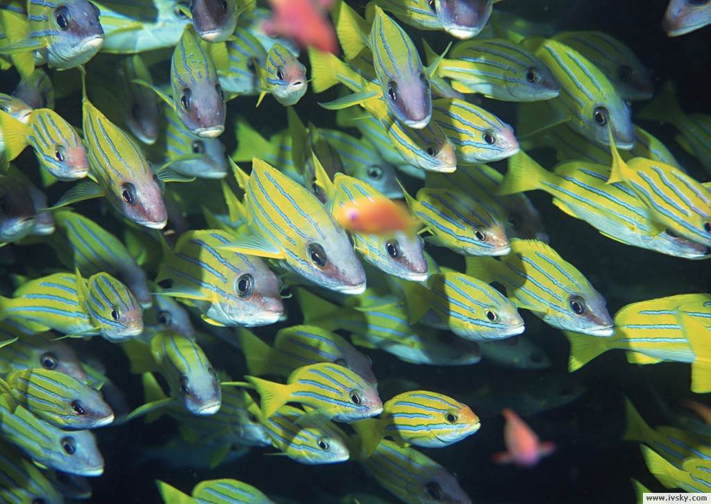  p>水生动物(aquatic animal)是指主要在水中生活的动物.