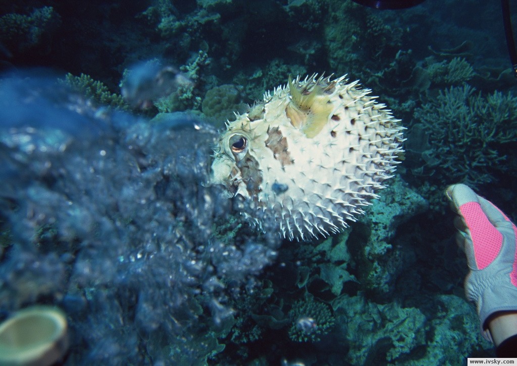  p>水生动物(aquatic animal)是指主要在水中生活的动物.