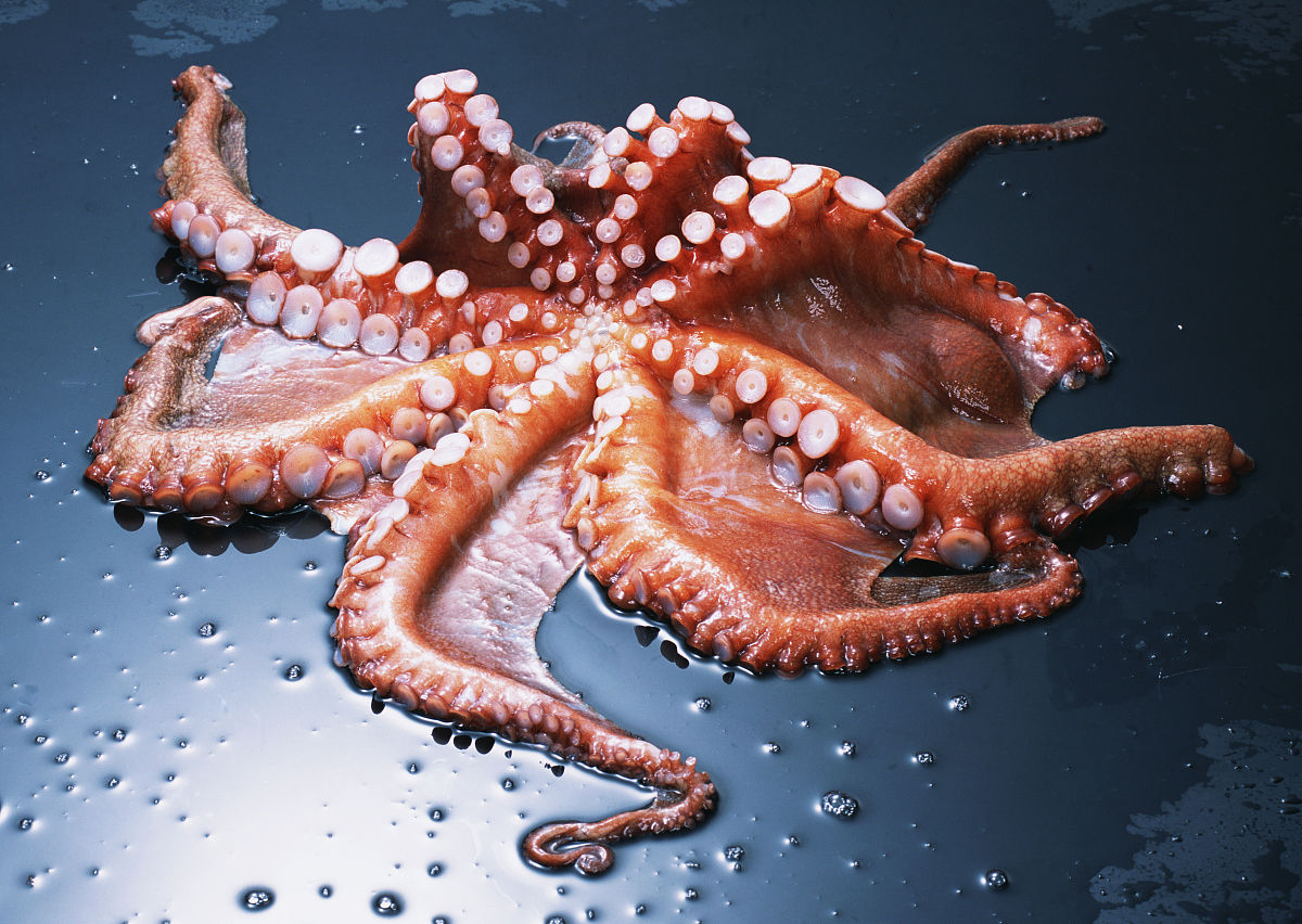  p>艾库利特斯章鱼是软体动物门八腕目动物. /p>