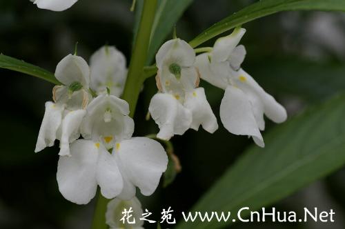 白色凤仙花