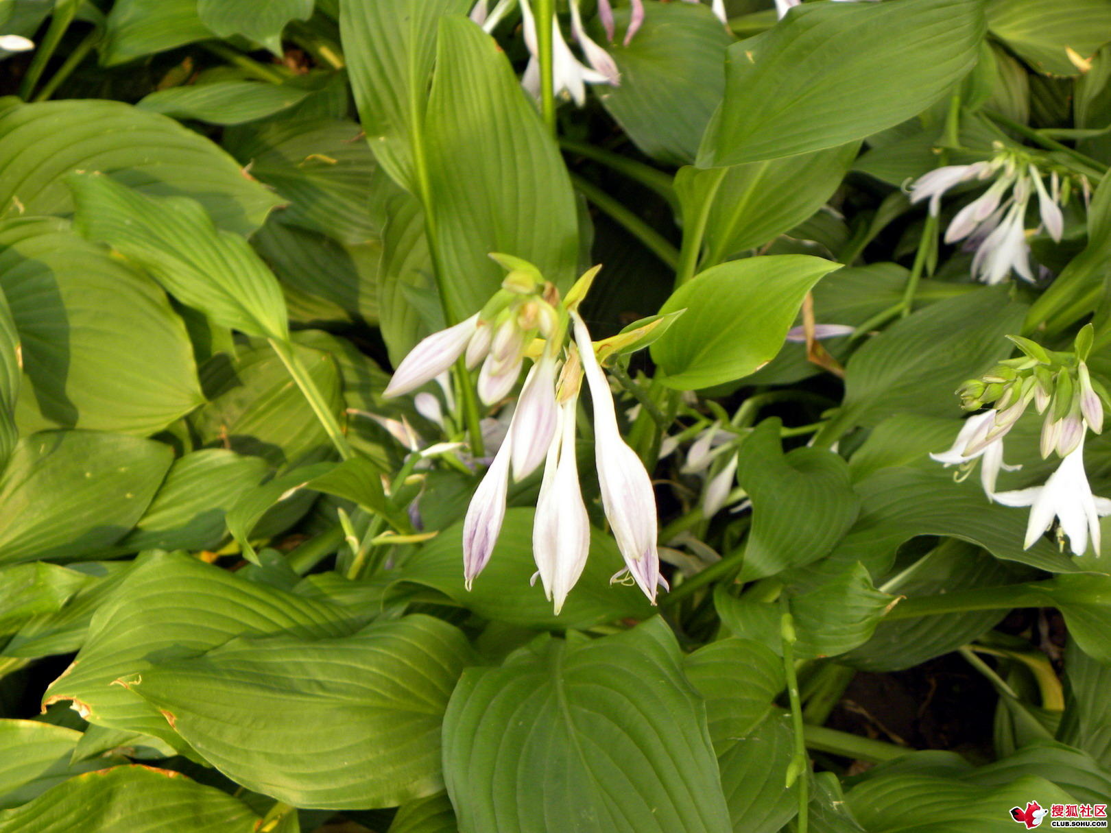  p>紫萼(学名: i>hosta ventricosa /i> (salisb.