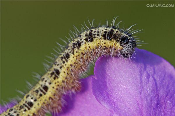  p>菜粉蝶,别名菜白蝶,幼虫又称菜青虫,是我国分布最普遍,危害最严重