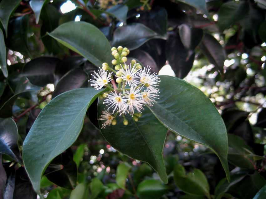  p>黑嘴蒲桃(学名:syzygium bullockii (hance) merr.