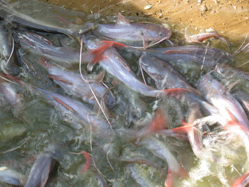  p>丝尾鲤,又称白须公鱼,马来西亚称baung.