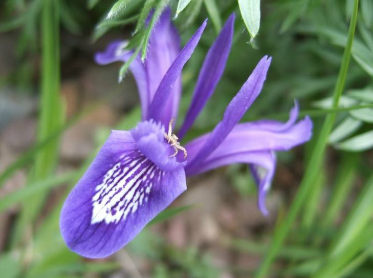  p>紫苞鸢尾(学名: i>iris ruthenica /i>  ker gawl.