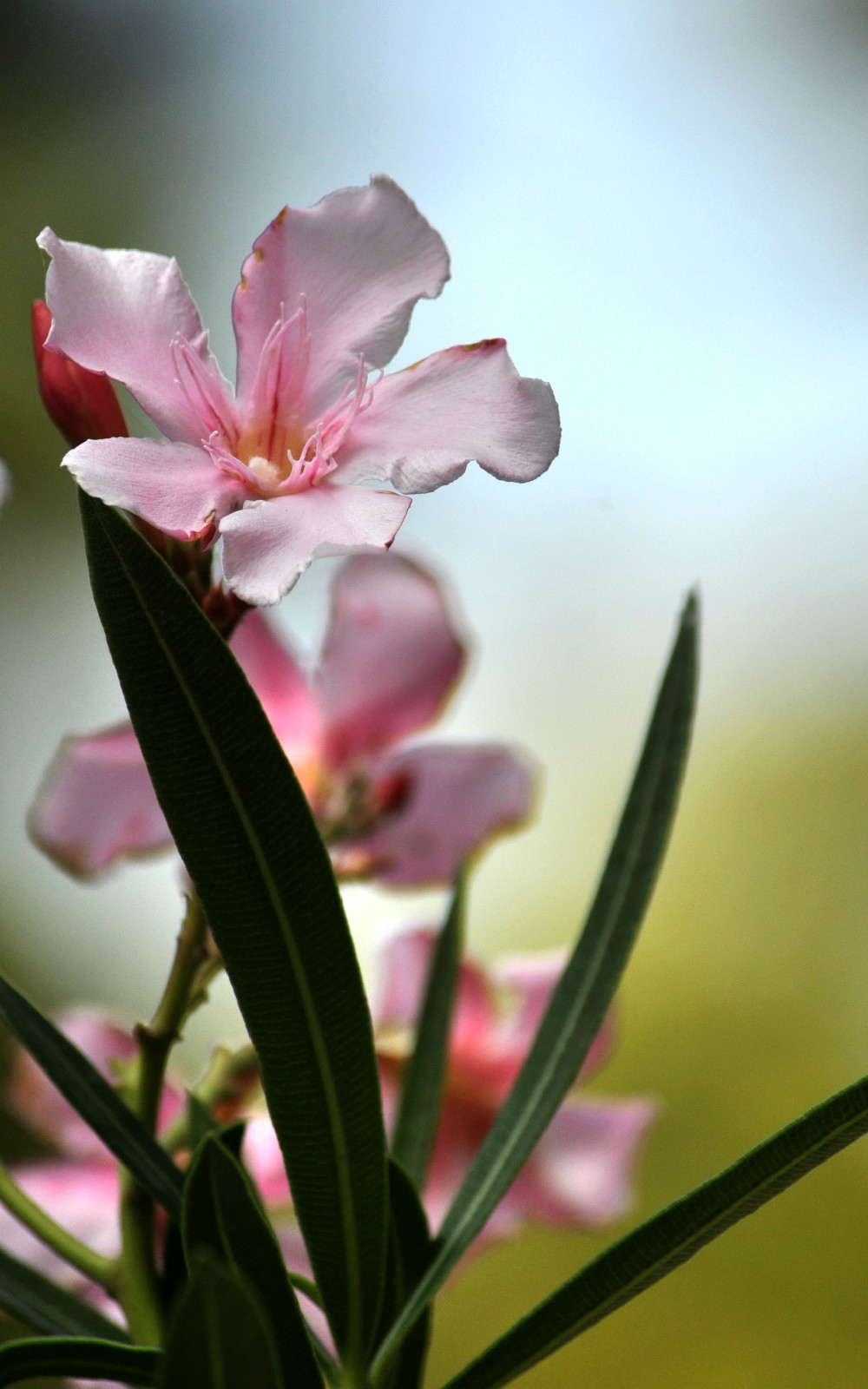  p data-id="txugejq4a7em">夹竹桃,夹竹桃属常绿直立大灌木.